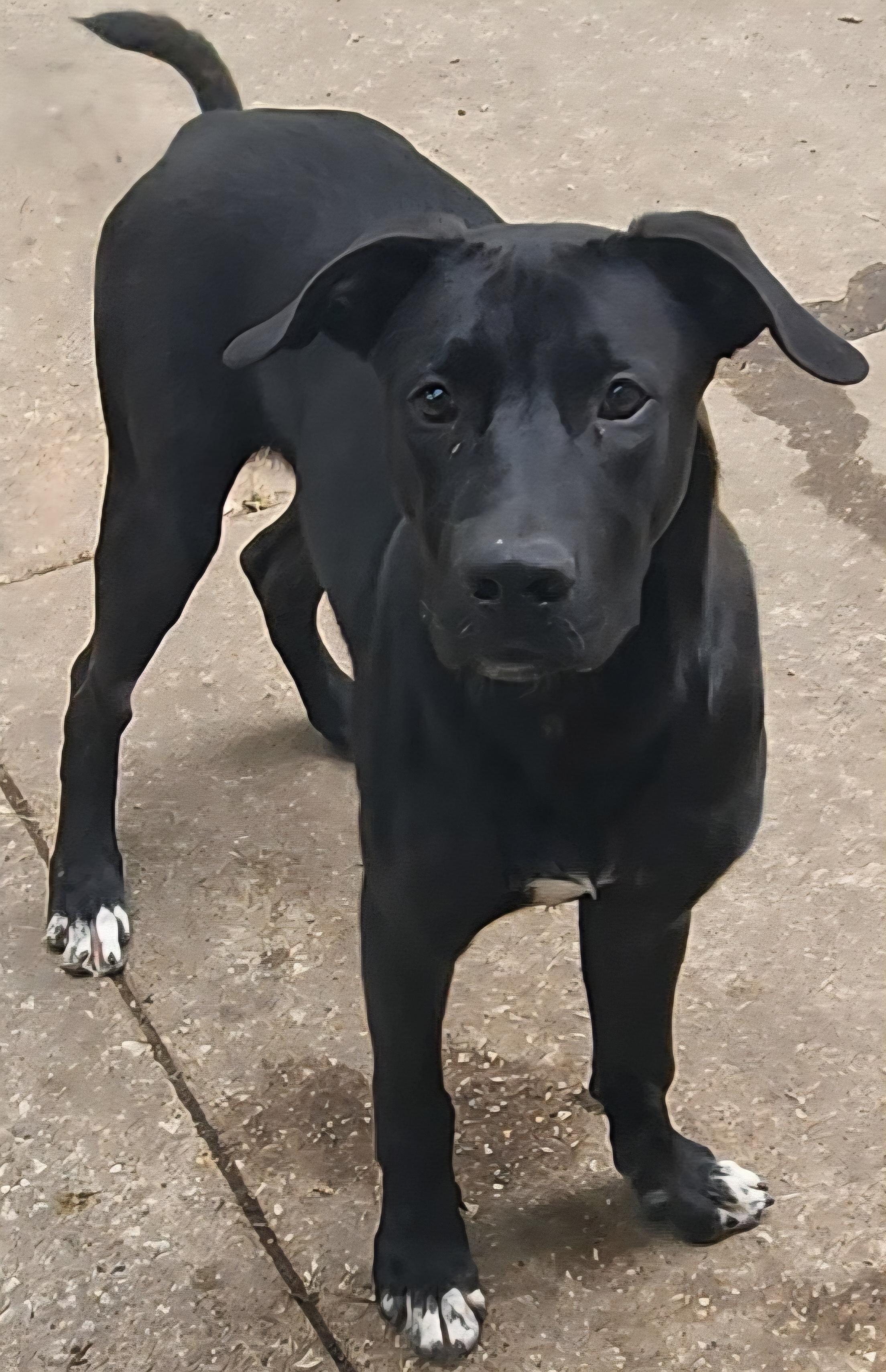 Kylo, Adoptable, Young Male Black Labrador Retriever & German Shepherd Dog.