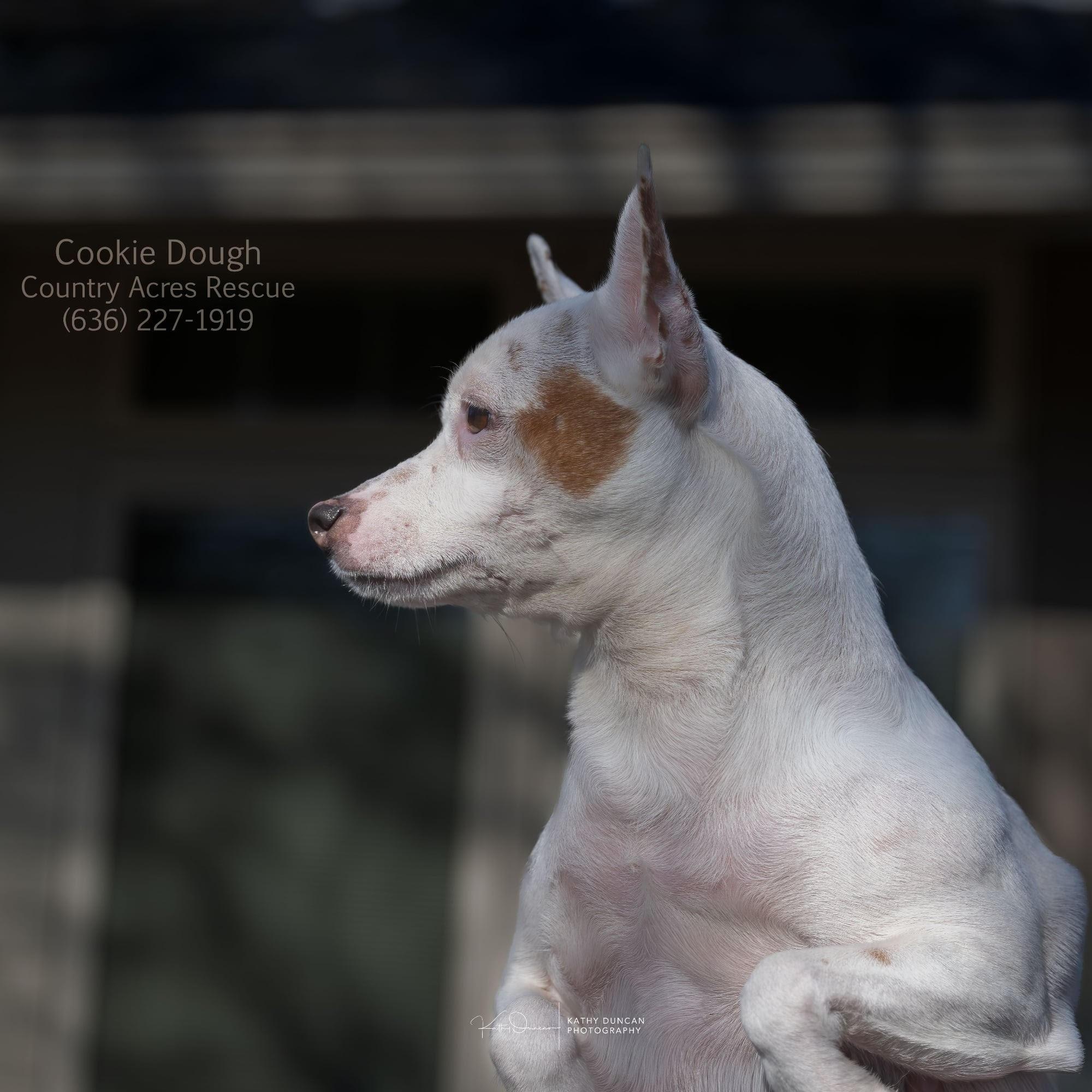 Enlarge Cookie Dough, a ADOPTABLE mixed breed in Manchester, MO image 1/3