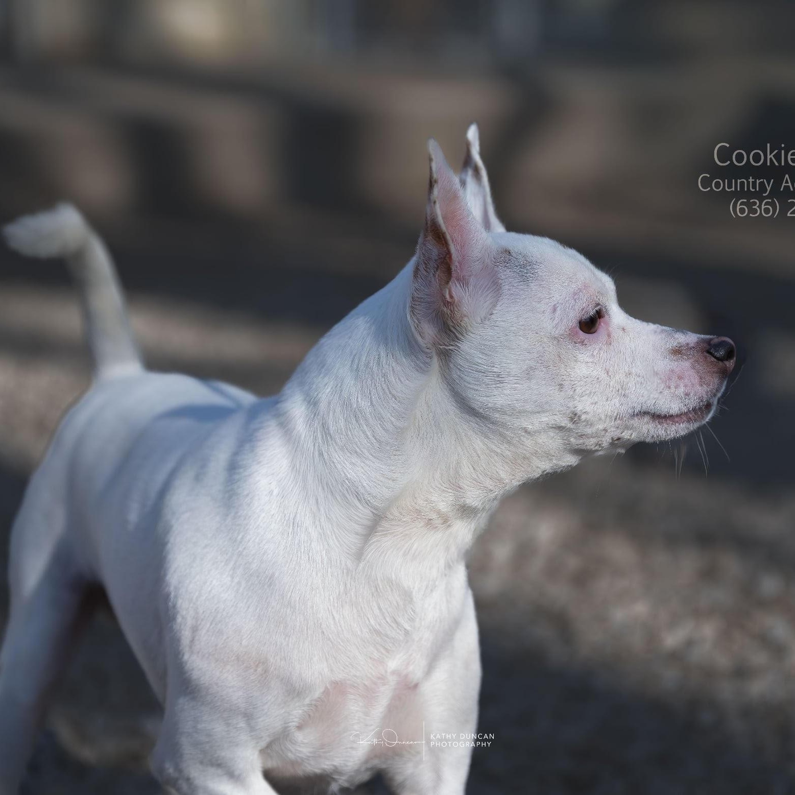 Enlarge Cookie Dough, a ADOPTABLE mixed breed in Manchester, MO image 2/3
