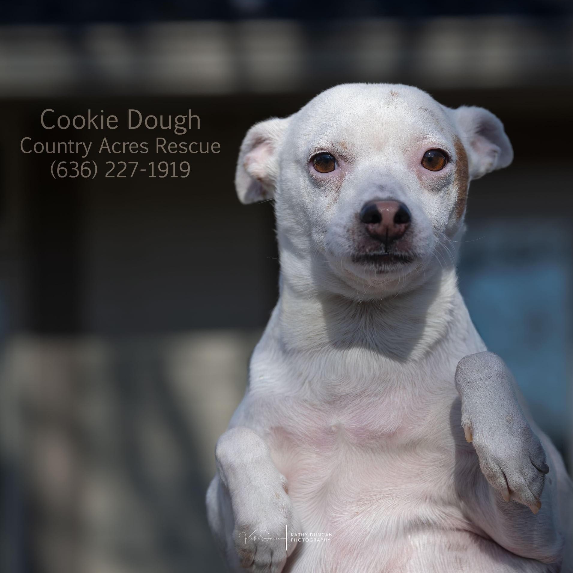 Enlarge Cookie Dough, a ADOPTABLE mixed breed in Manchester, MO image 3/3
