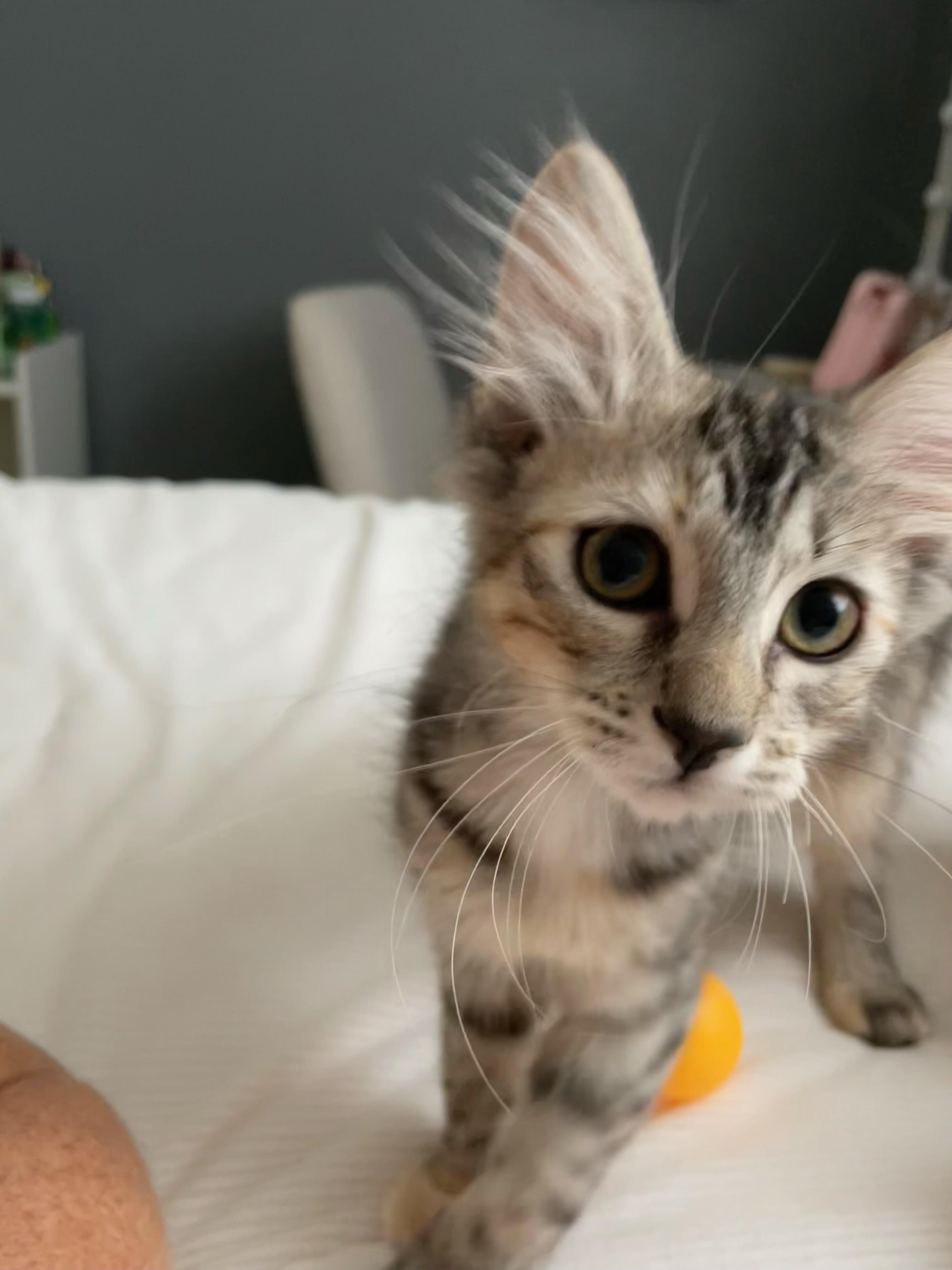 Wallaby, Adopted, Adult Female Domestic Short Hair.