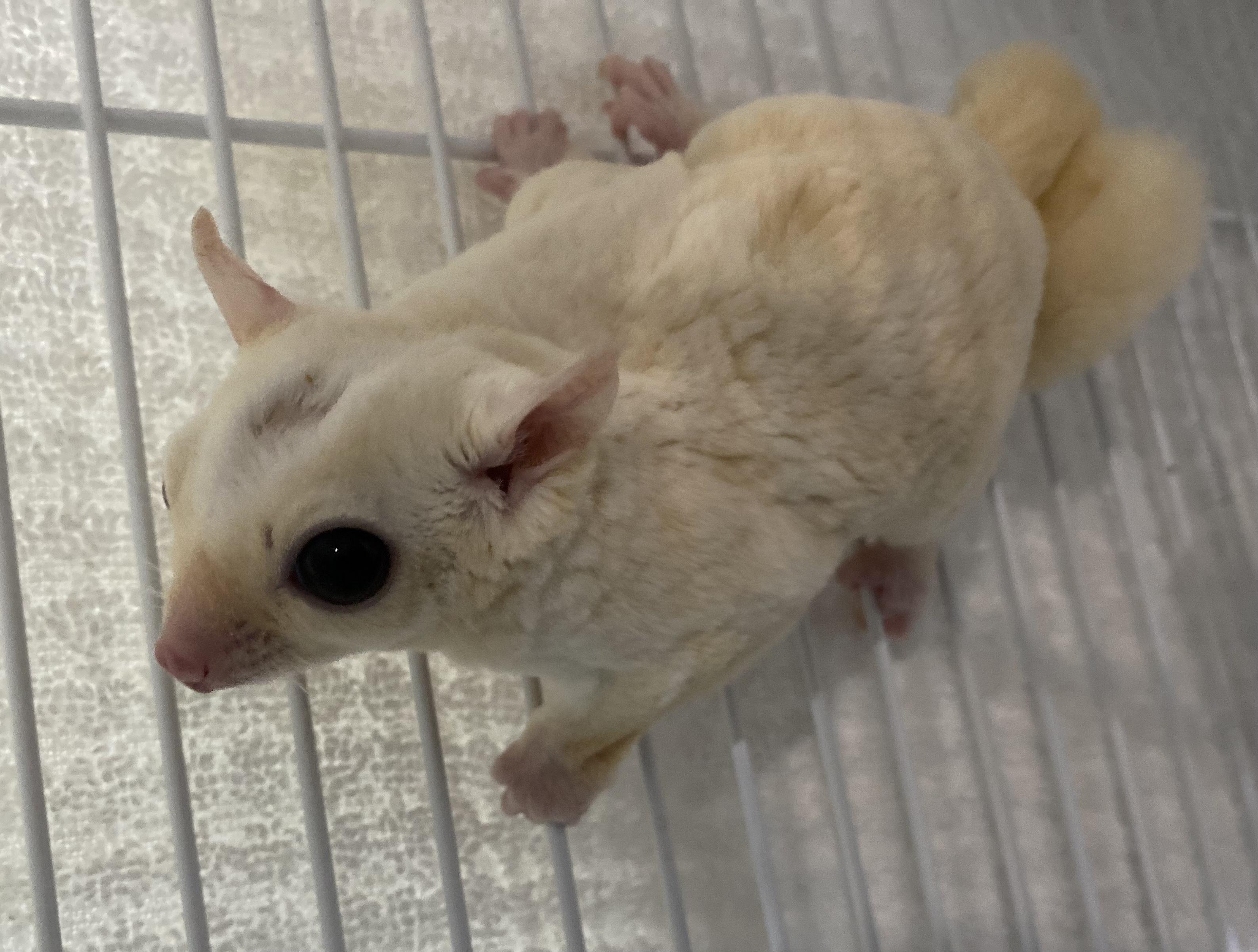 Ciel, Adoptable, Young Male Sugar Glider.