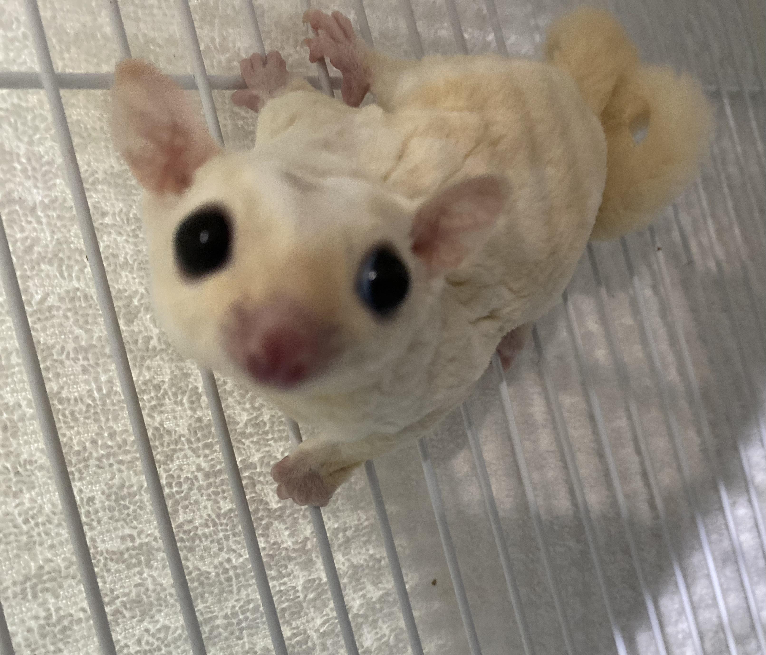 Enlarge Ciel, a Adoptable Sugar Glider in Middle Island, NY image 2/3