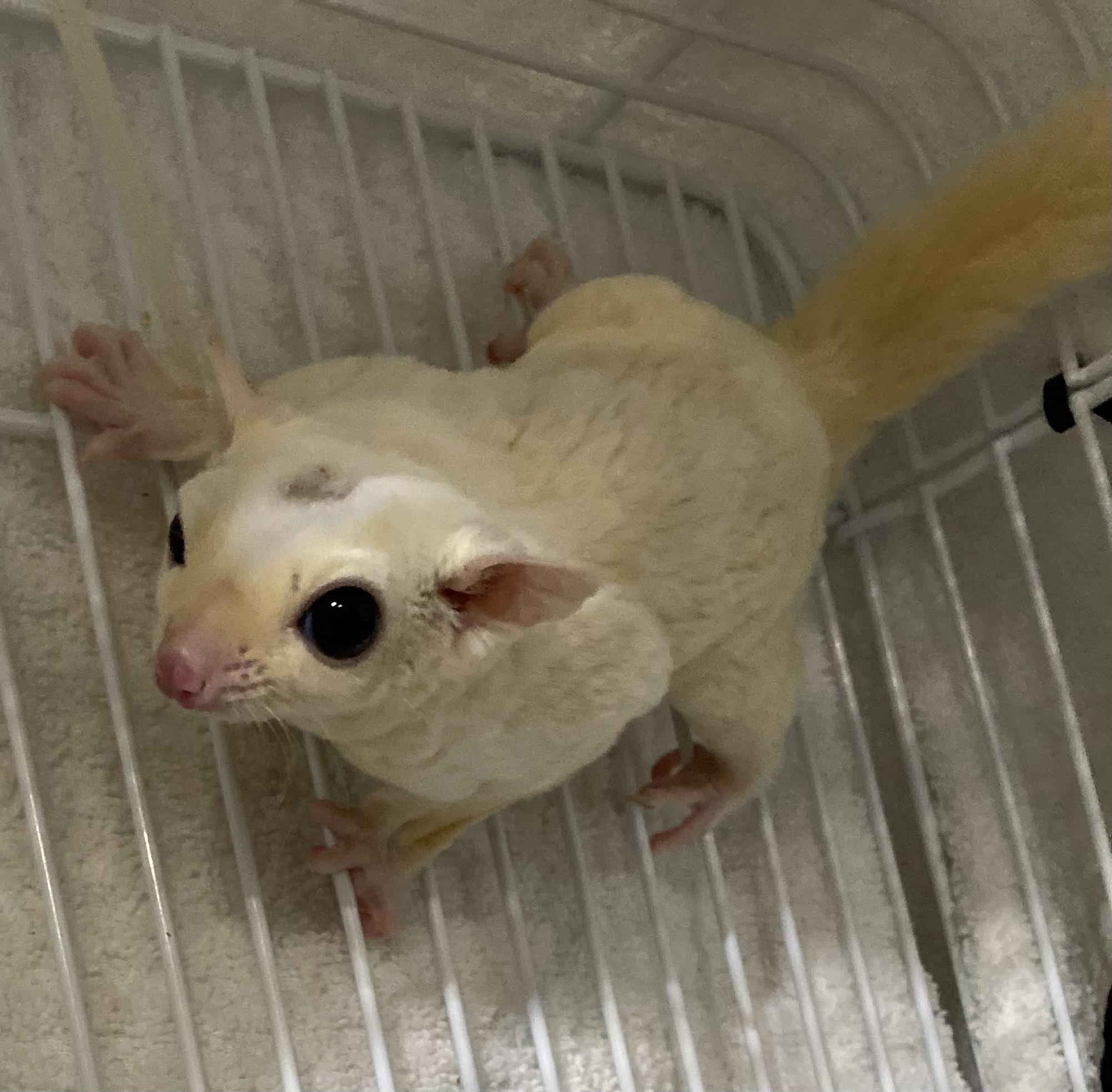 Enlarge Ciel, a Adoptable Sugar Glider in Middle Island, NY image 3/3