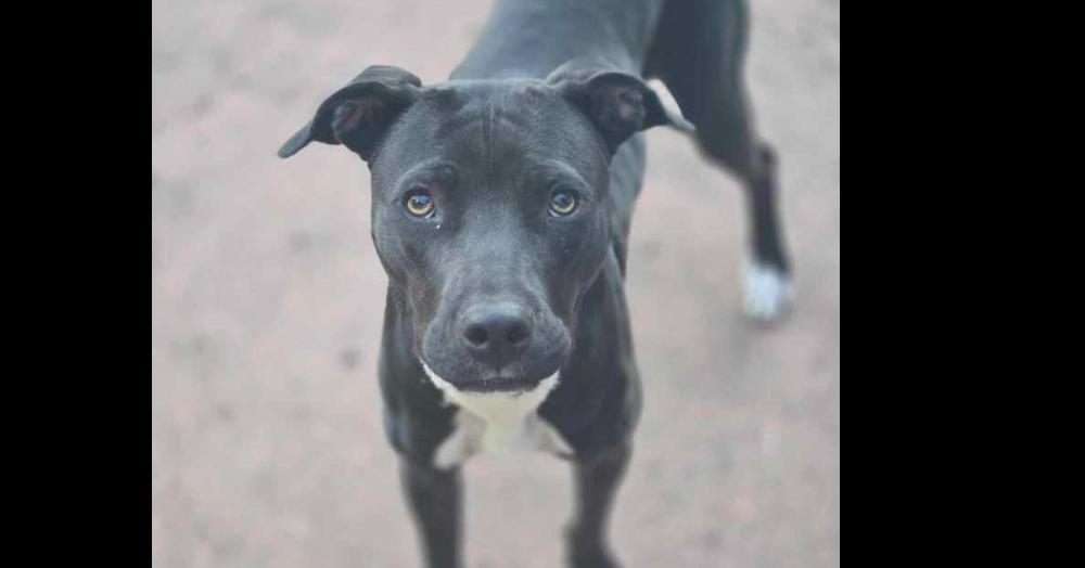 Sapphire, Adoptable, Adult Female Pit Bull Terrier & Labrador Retriever.