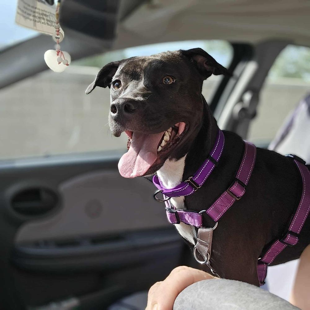 Sapphire, a Adoptable mixed breed in Aurora, CO image 2/6