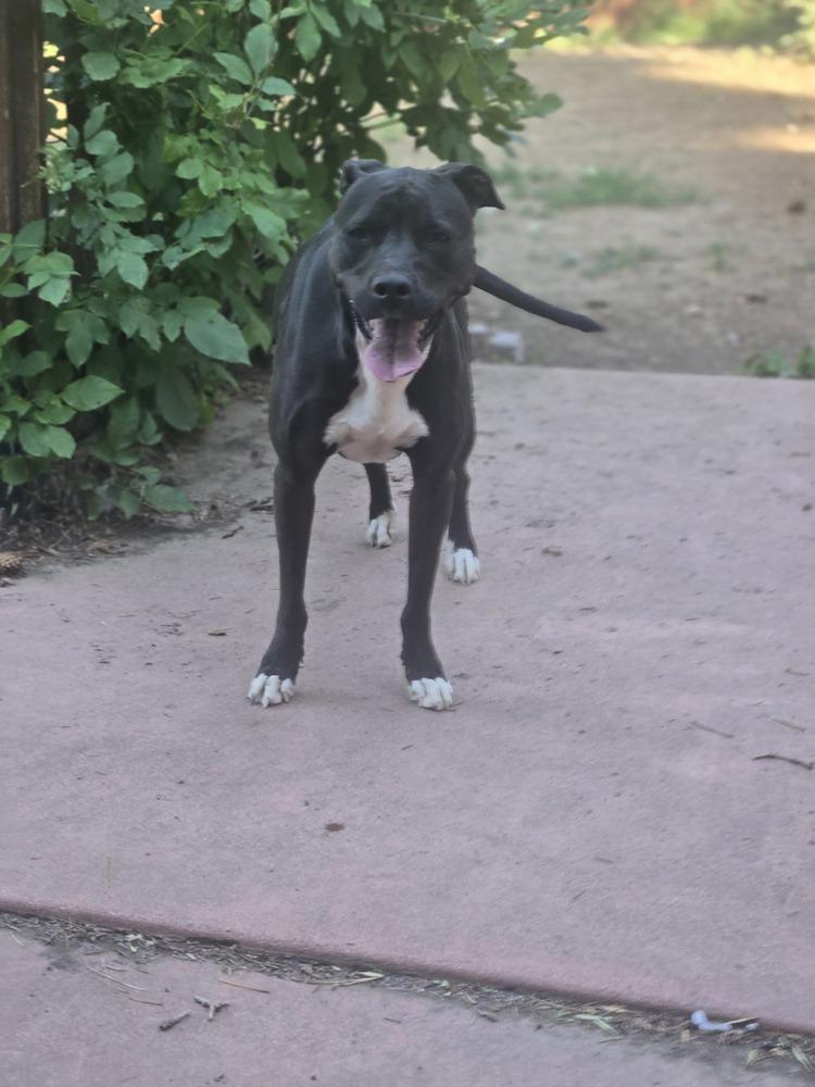 Enlarge Sapphire, a Adoptable mixed breed in Aurora, CO image 3/6