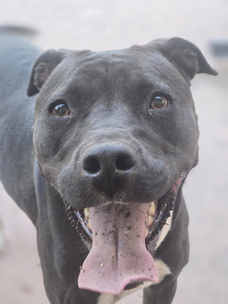 Enlarge Sapphire, a Adoptable mixed breed in Aurora, CO image 4/6