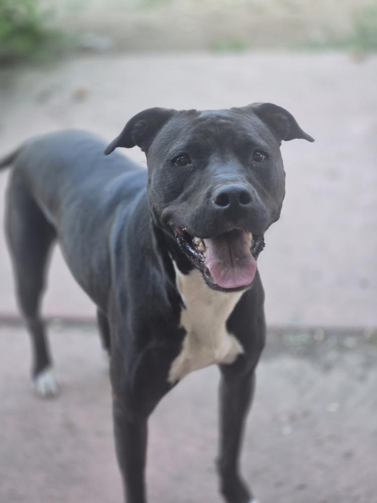 Enlarge Sapphire, a Adoptable mixed breed in Aurora, CO image 5/6