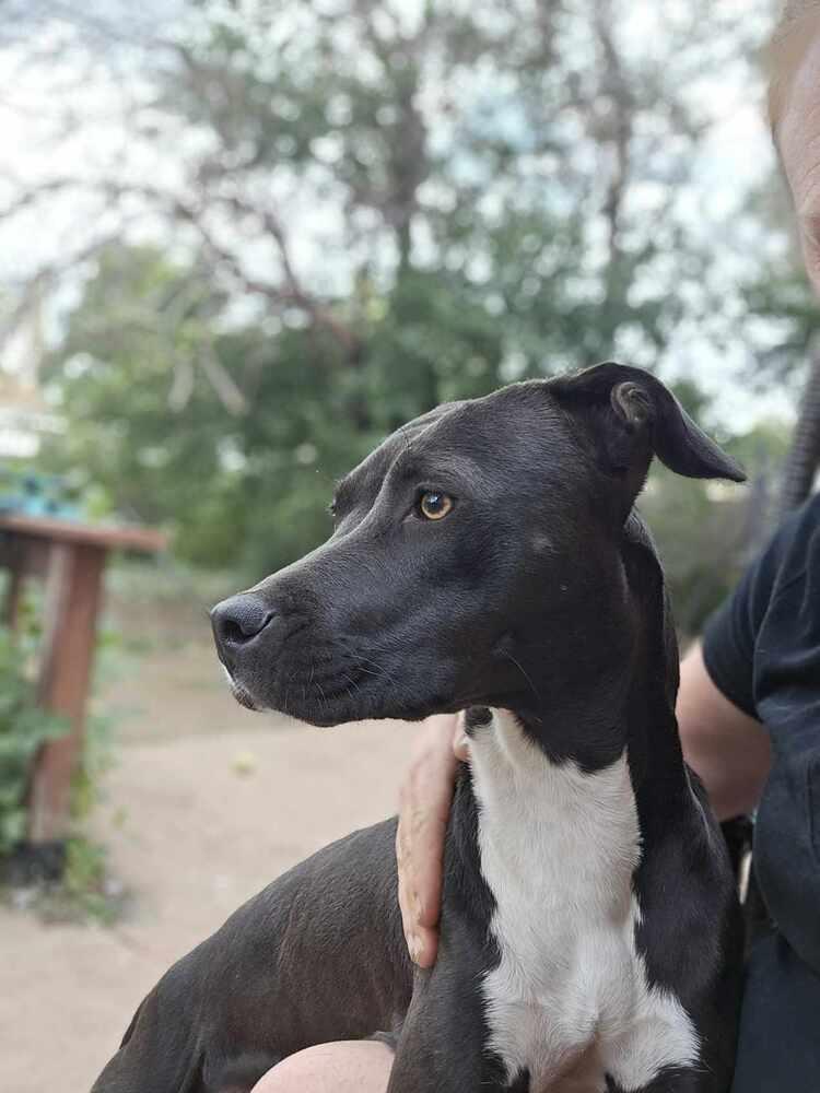 Sapphire, a Adoptable mixed breed in Aurora, CO image 4/6