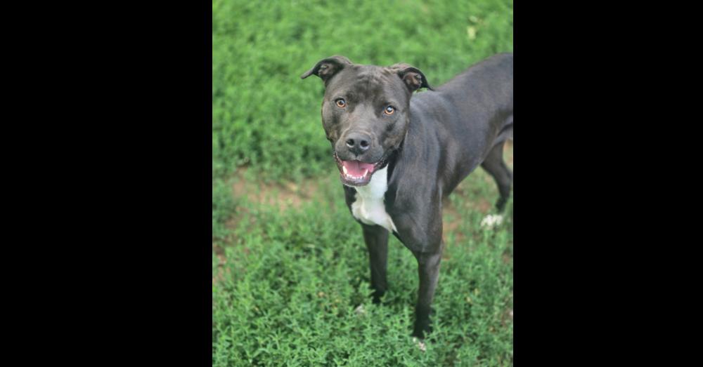 Sapphire, a Adoptable mixed breed in Aurora, CO image 5/6