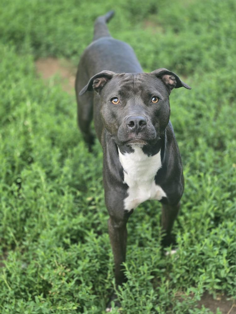 Sapphire, a Adoptable mixed breed in Aurora, CO image 6/6