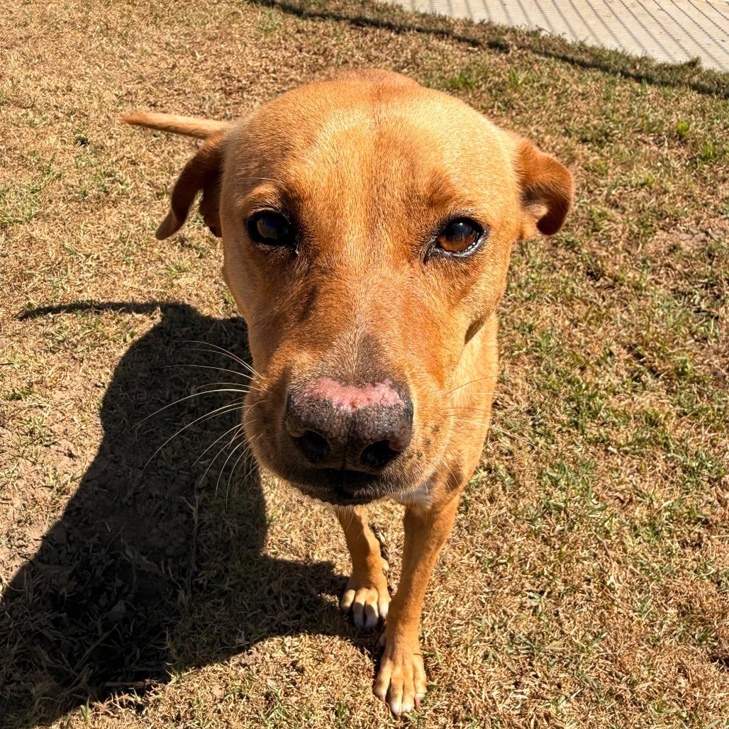Blondie, Adoptable, Adult Female Pit Bull Terrier & Mixed Breed.