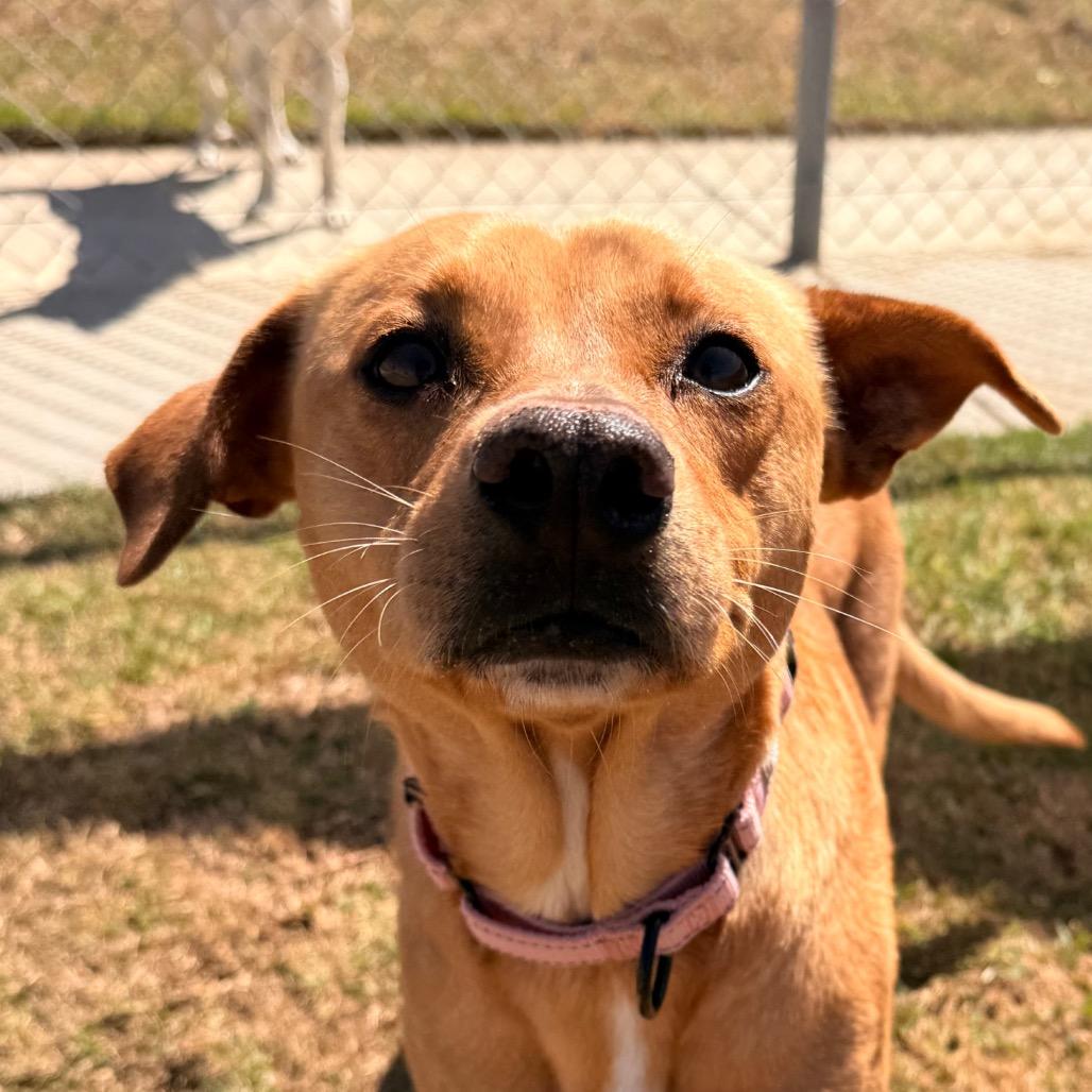 Enlarge Blondie, a Adoptable mixed breed in Santa Barbara, CA image 2/6