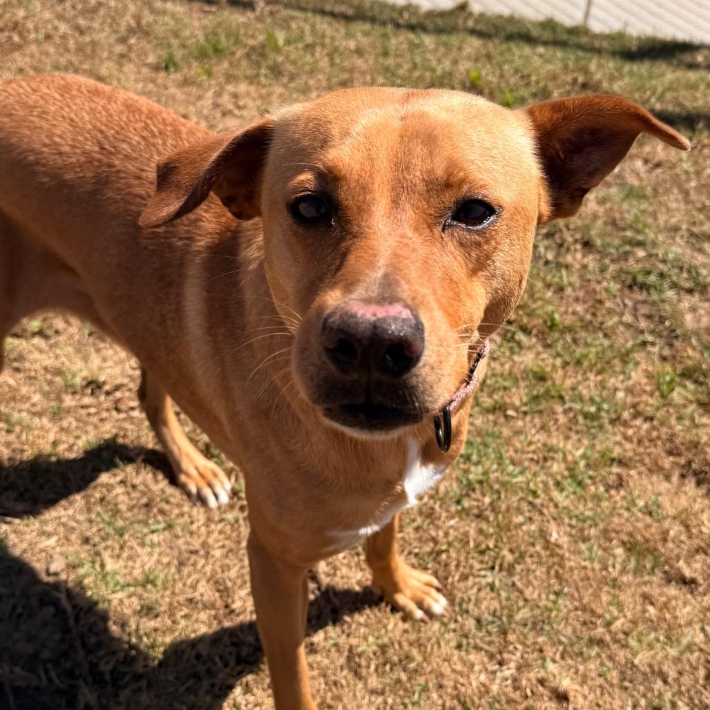 Enlarge Blondie, a Adoptable mixed breed in Santa Barbara, CA image 3/6