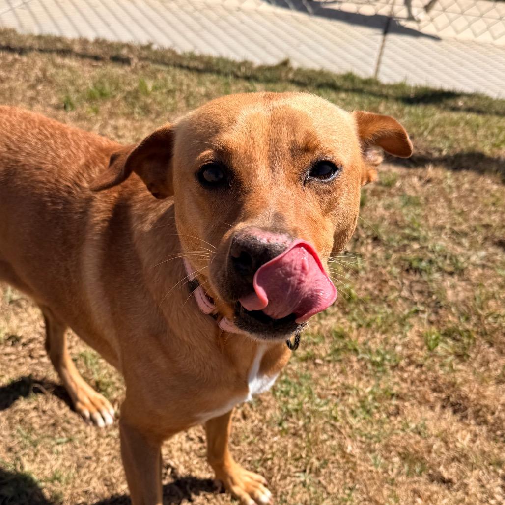 Enlarge Blondie, a Adoptable mixed breed in Santa Barbara, CA image 4/6