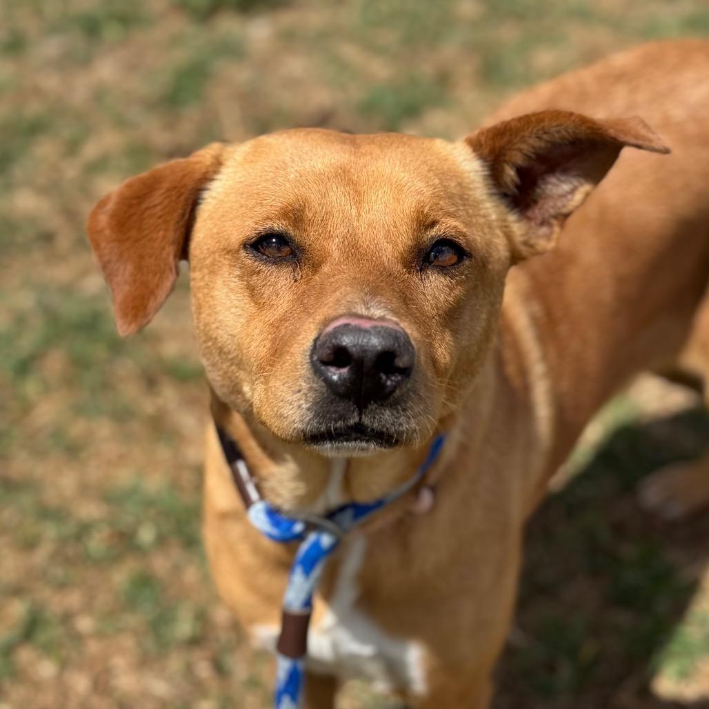 Enlarge Blondie, a Adoptable mixed breed in Santa Barbara, CA image 5/6