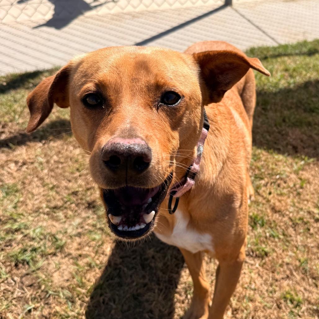 Enlarge Blondie, a Adoptable mixed breed in Santa Barbara, CA image 6/6