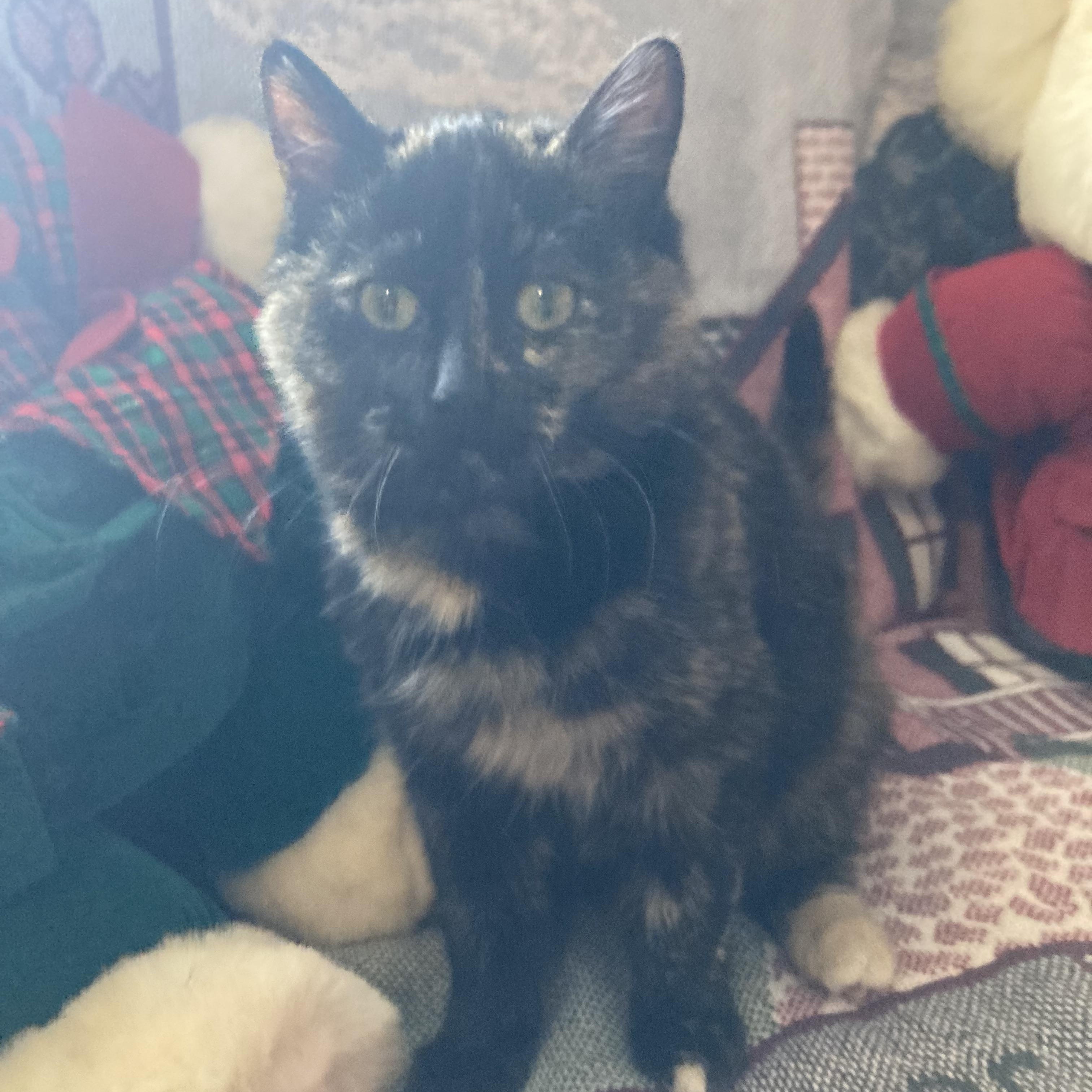 Callie Jane thumbnail 3