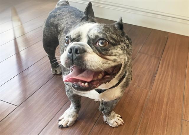 STRAY NOT AVAILABLE, Adoptable, Adult Male French Bulldog.