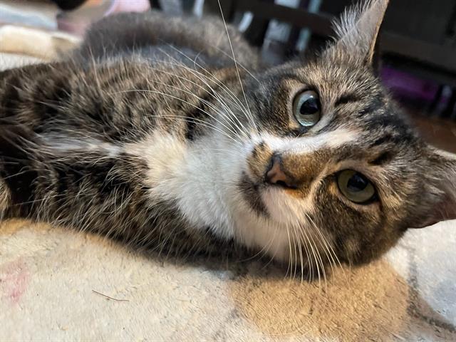 CHLOE, Adoptable, Young Female Domestic Medium Hair.