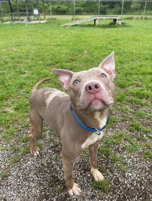 Calvin, Young Male Pit Bull Terrier