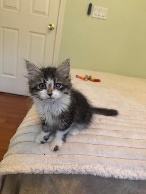 Molly, an adoptable Domestic Long Hair in Las Vegas, NV image 3/3