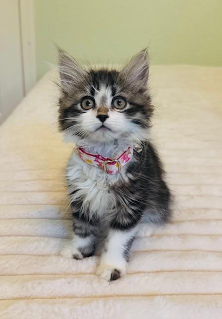 Molly, an adoptable Domestic Long Hair in Las Vegas, NV image 1/3