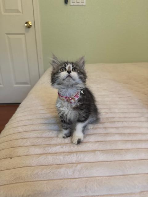 Molly, an adoptable Domestic Long Hair in Las Vegas, NV image 2/3