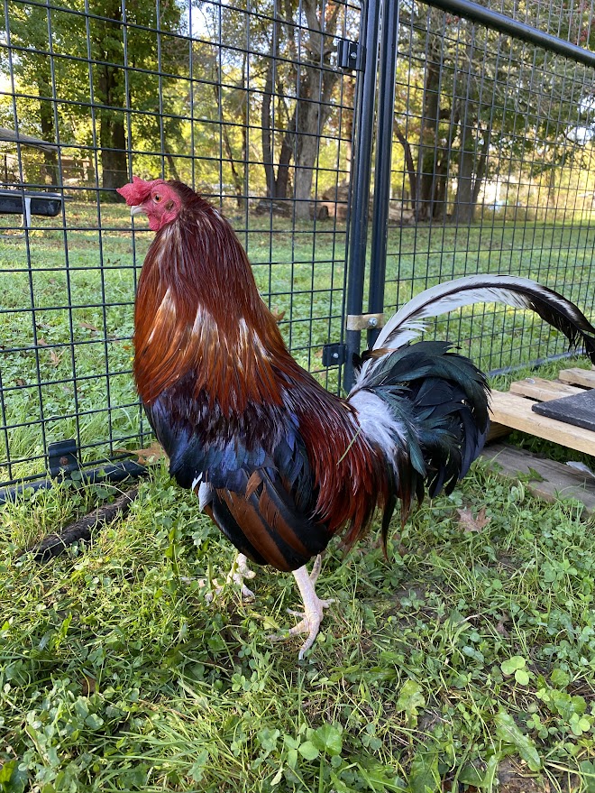 Major, Adoptable, Adult Male Chicken.