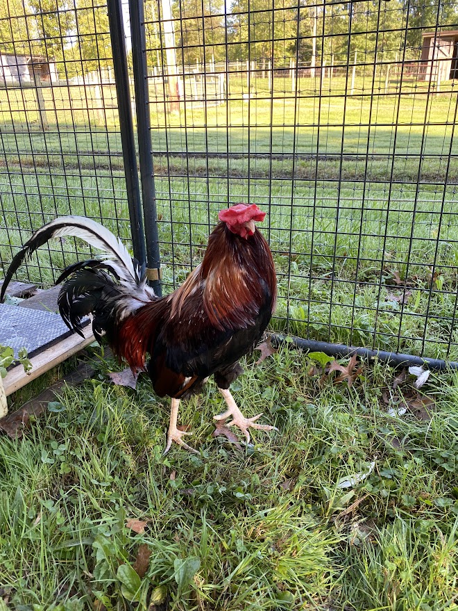 Enlarge Major, a Adoptable Chicken in Ravenna, OH image 2/4