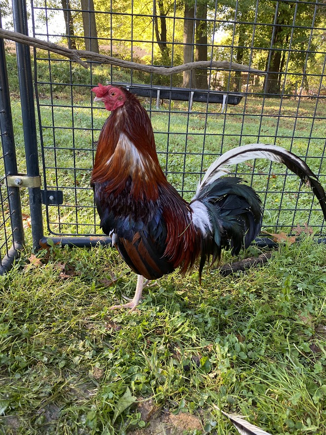 Enlarge Major, a Adoptable Chicken in Ravenna, OH image 3/4