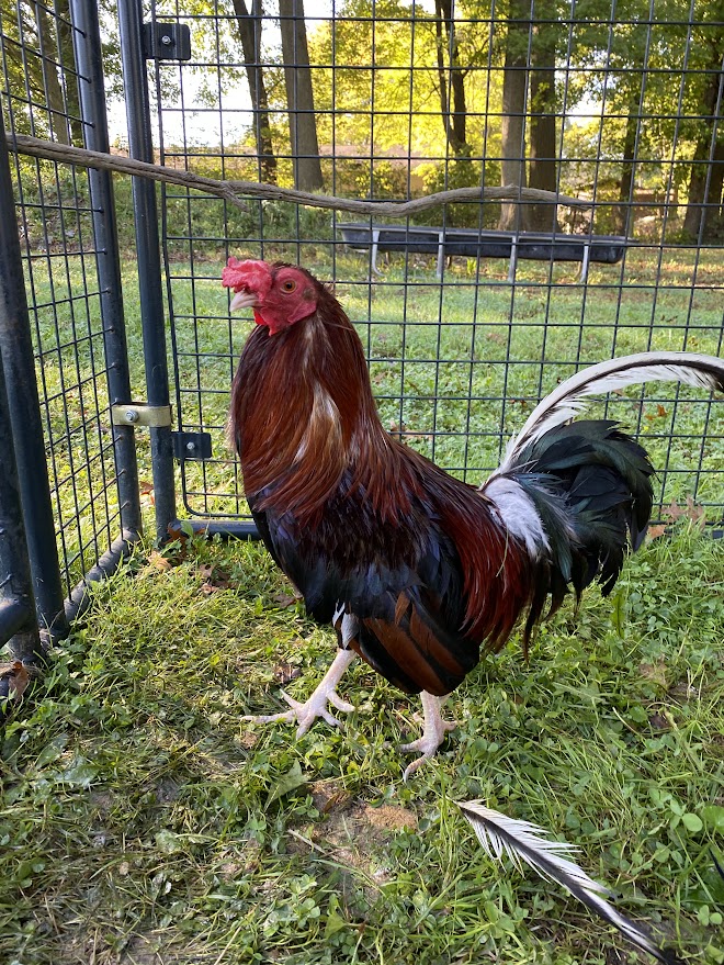 Enlarge Major, a Adoptable Chicken in Ravenna, OH image 4/4
