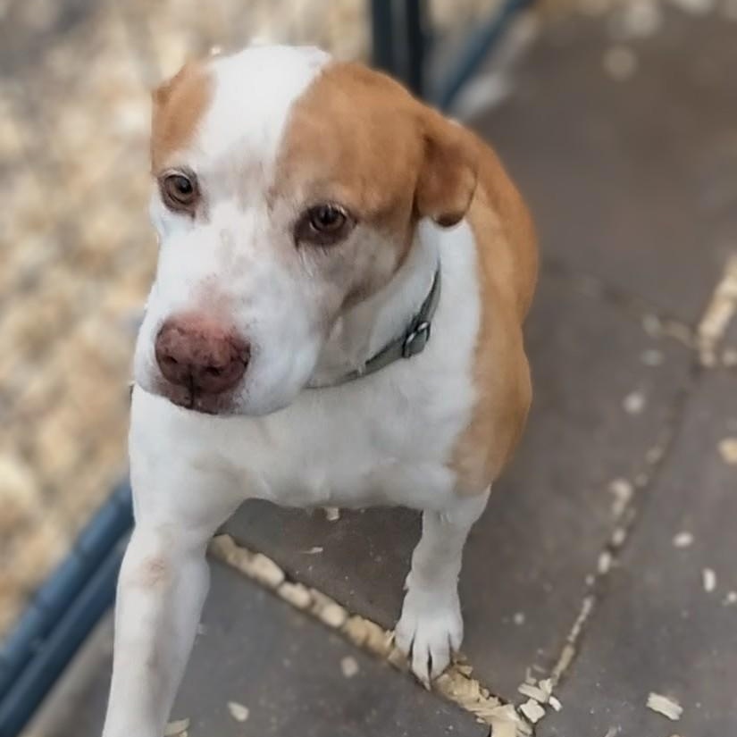 Enlarge Peanut , a ADOPTABLE mixed breed in Carson, MS image 2/4