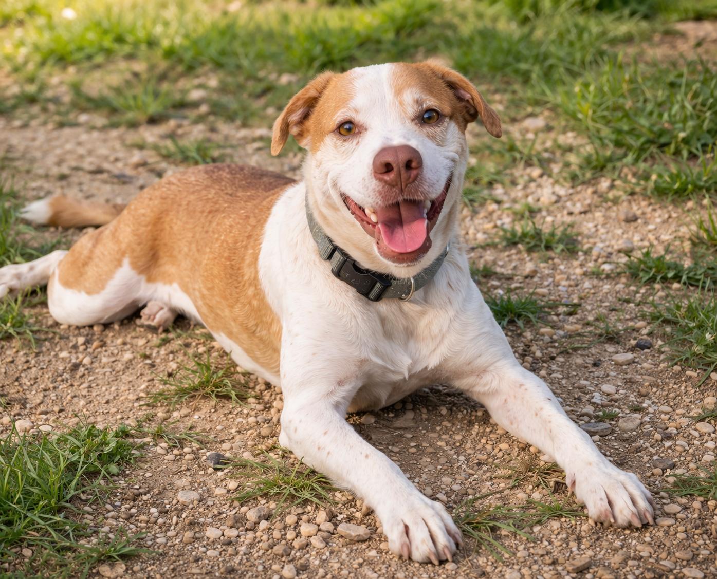 Enlarge Peanut , a ADOPTABLE mixed breed in Carson, MS image 3/4