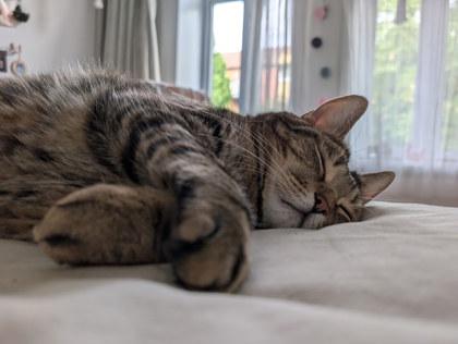 Zenny, Adoptable, Adult Male Domestic Short Hair & Domestic Short Hair.