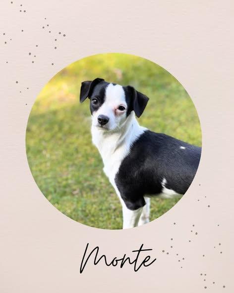MONTE, adopted, Young Male Chihuahua.