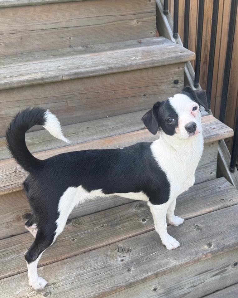 Enlarge MONTE, an adopted mixed breed in Coquitlam, BC image 2/6