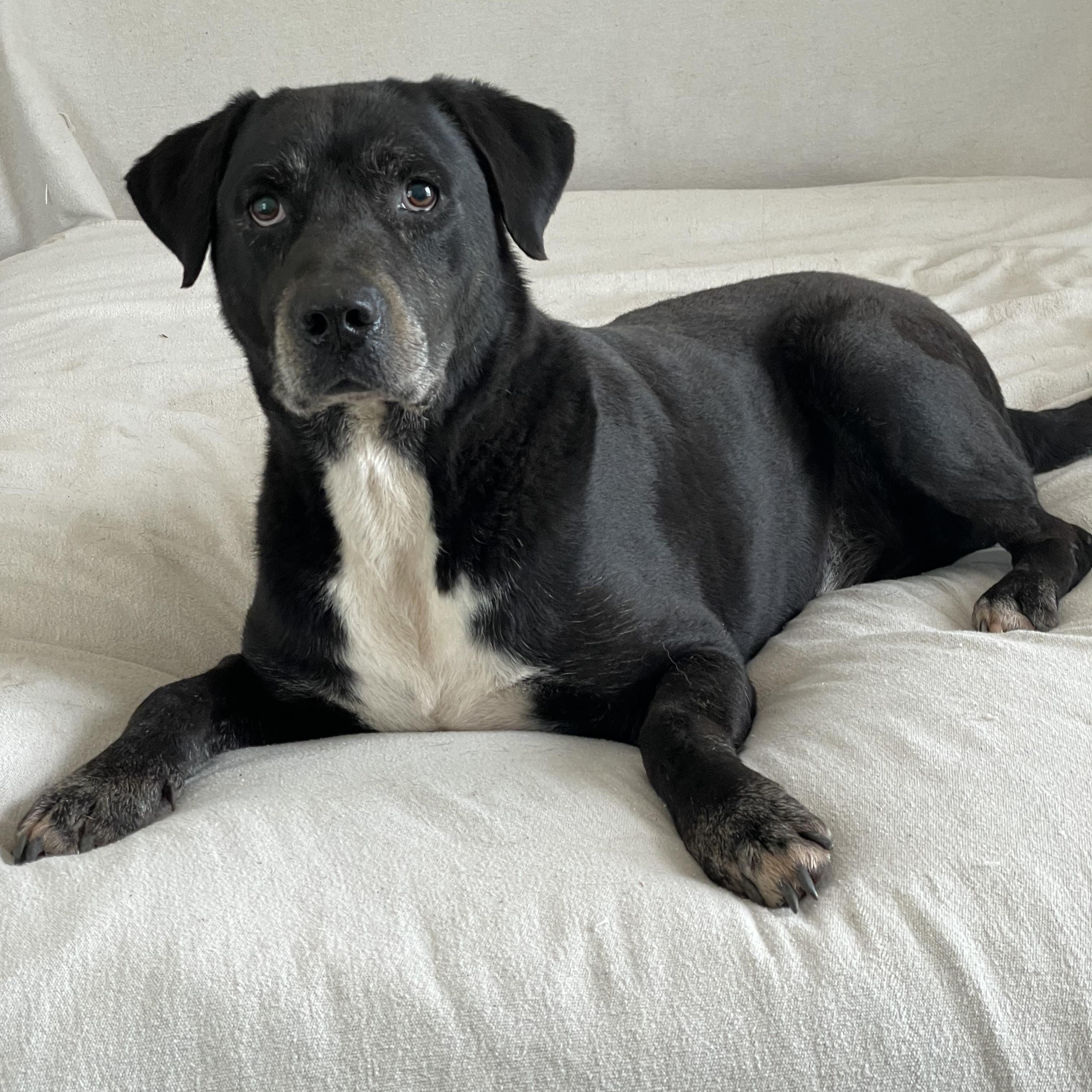 Darling Bristol, a ADOPTABLE mixed breed in West Hartford , CT image 2/4
