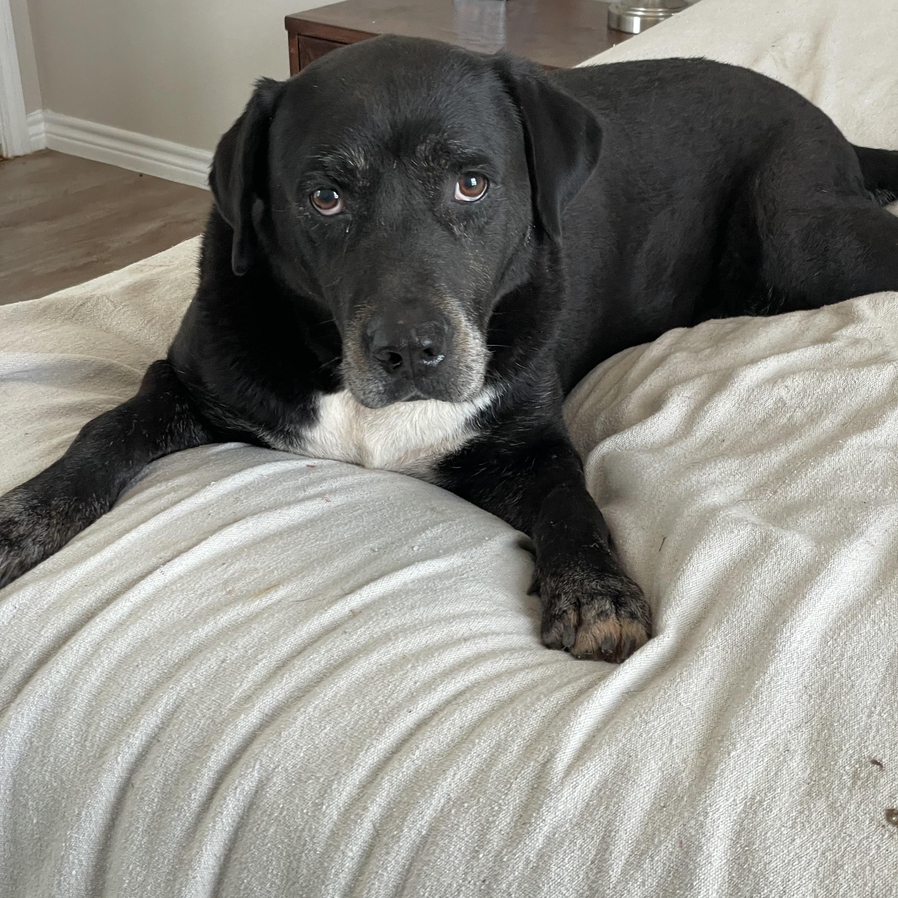 Darling Bristol, a ADOPTABLE mixed breed in West Hartford , CT image 3/4