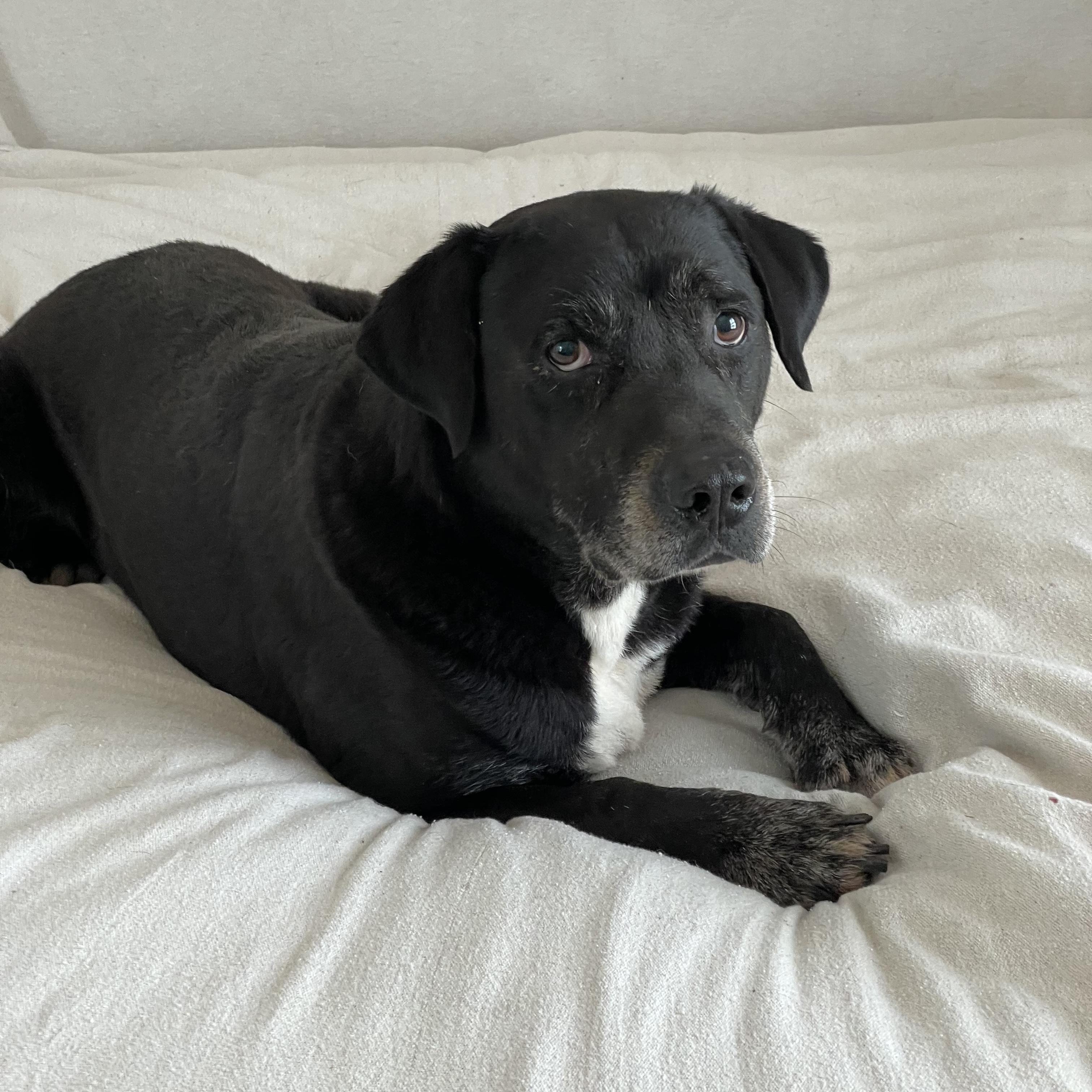 Darling Bristol, a ADOPTABLE mixed breed in West Hartford , CT image 4/4