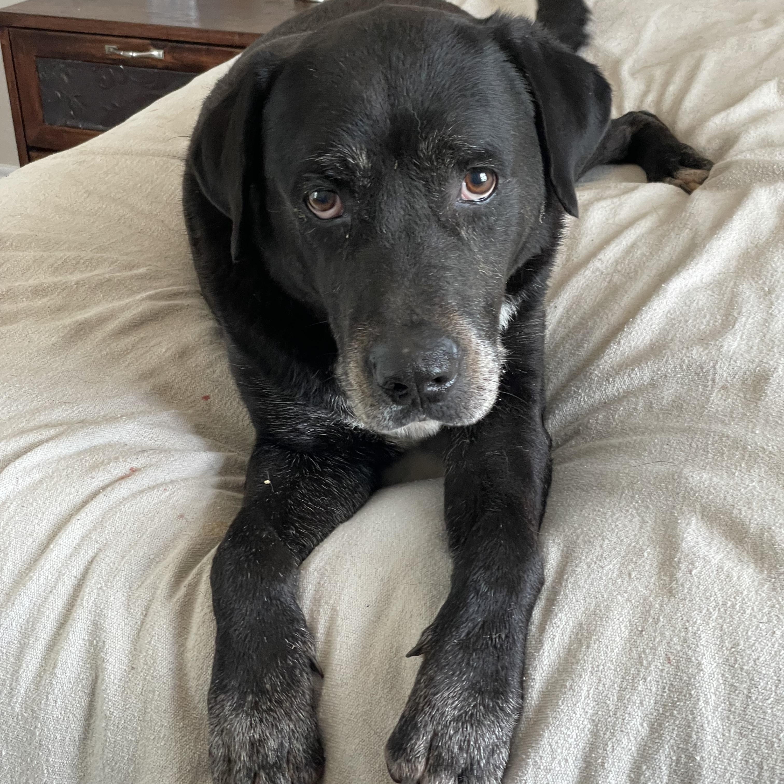 Darling Bristol, ADOPTABLE, Adult Male Black Labrador Retriever & Labrador Retriever.