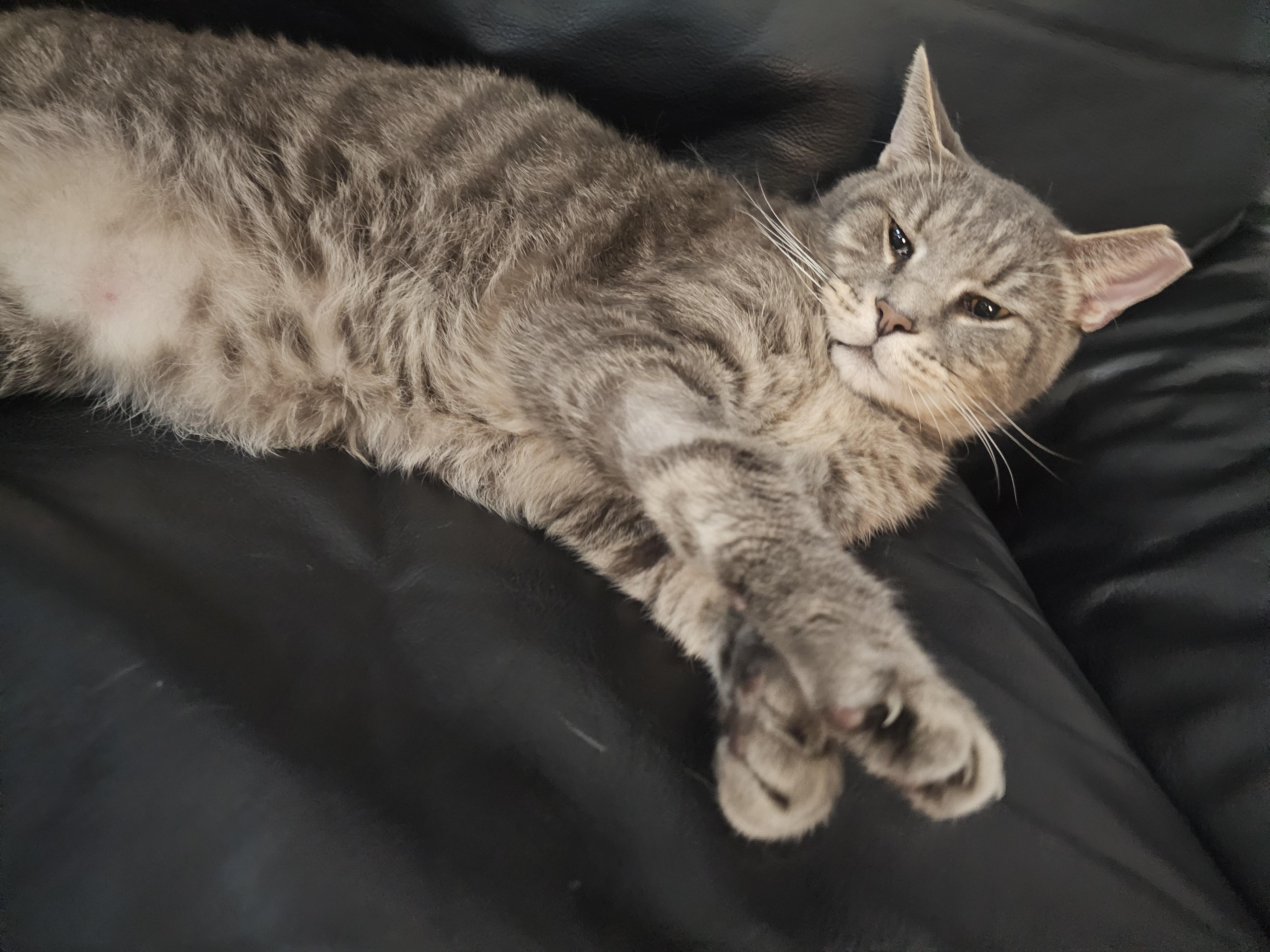 Enlarge Izzy Izzard, a Adopted mixed breed in St Petersburg, FL image 1/6