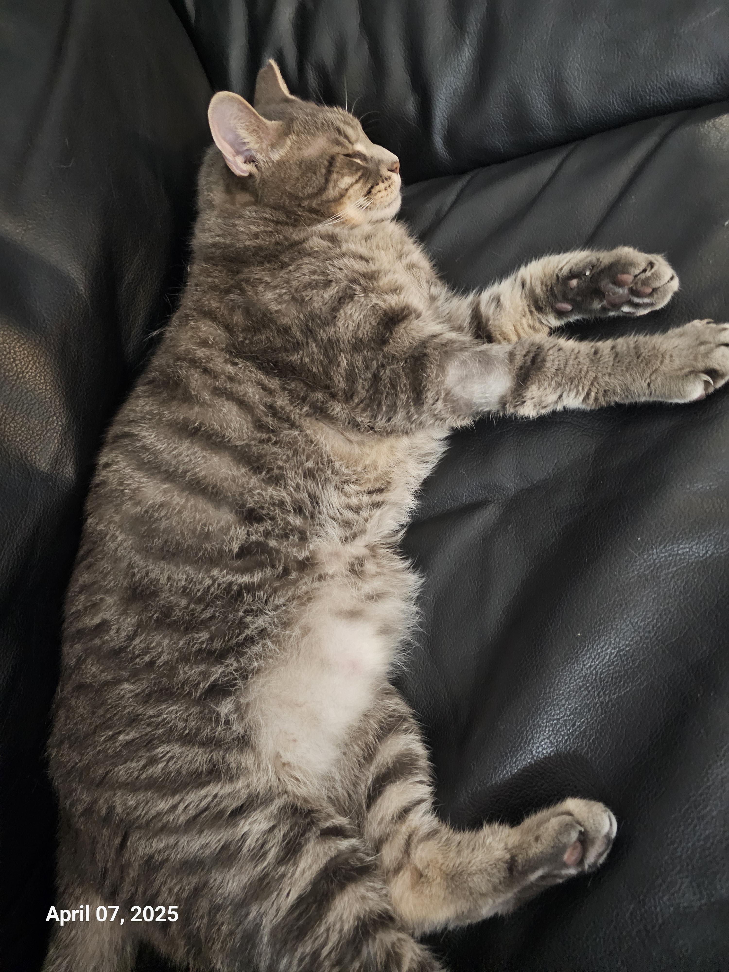 Enlarge Izzy Izzard, a Adopted mixed breed in St Petersburg, FL image 2/6