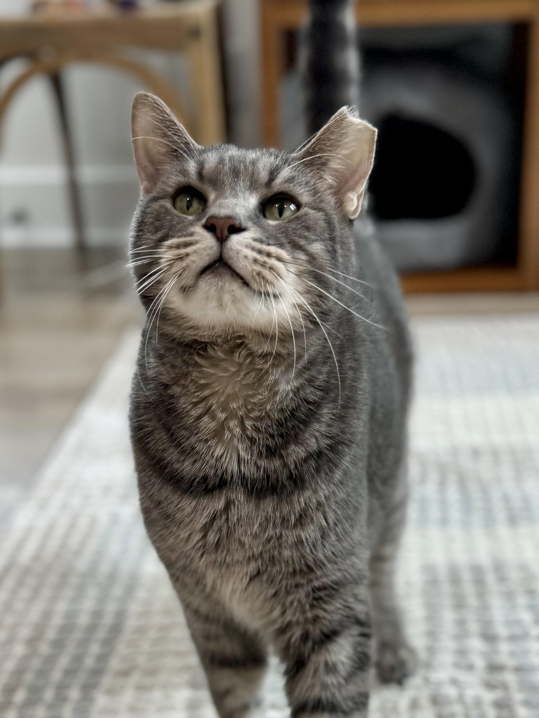 Enlarge Izzy Izzard, a Adopted mixed breed in St Petersburg, FL image 3/6