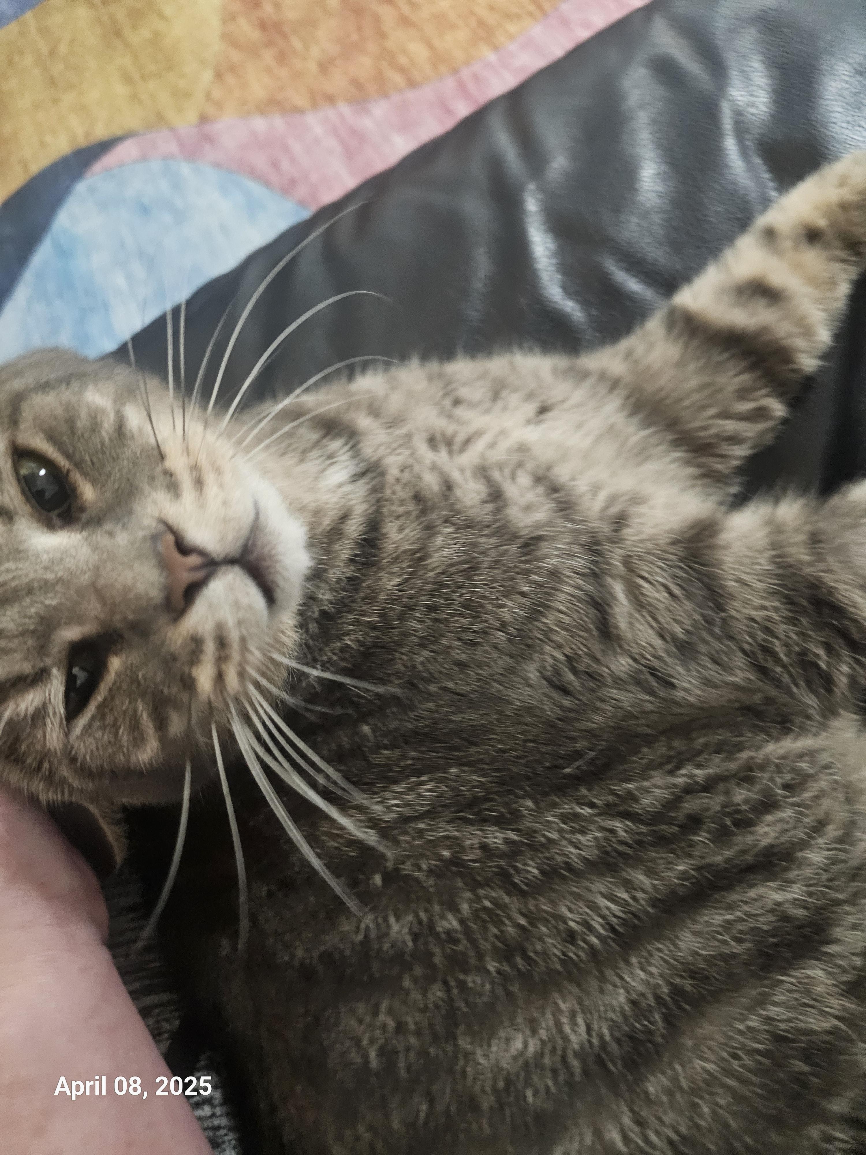 Enlarge Izzy Izzard, a Adopted mixed breed in St Petersburg, FL image 4/6