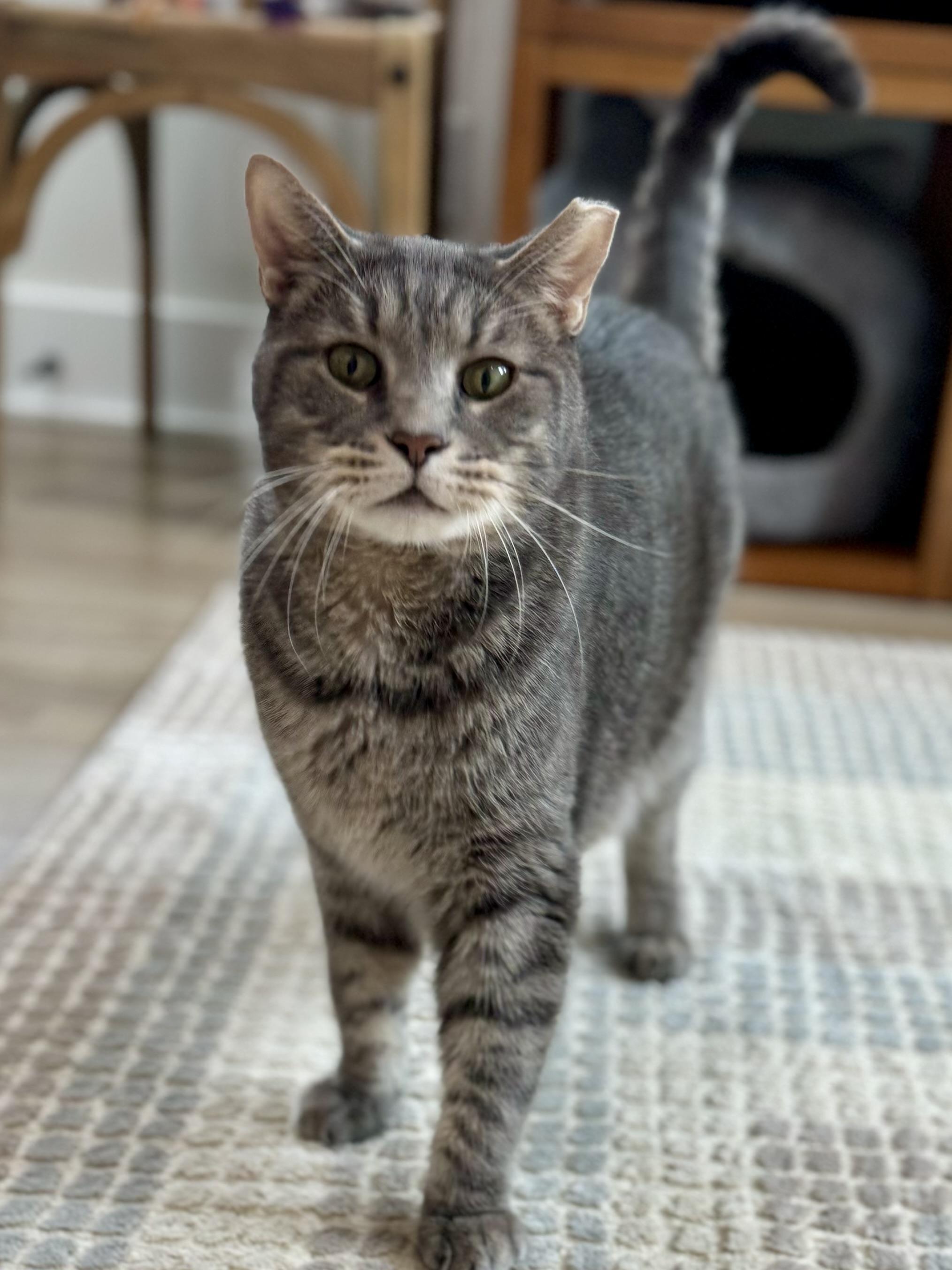 Enlarge Izzy Izzard, a Adopted mixed breed in St Petersburg, FL image 6/6