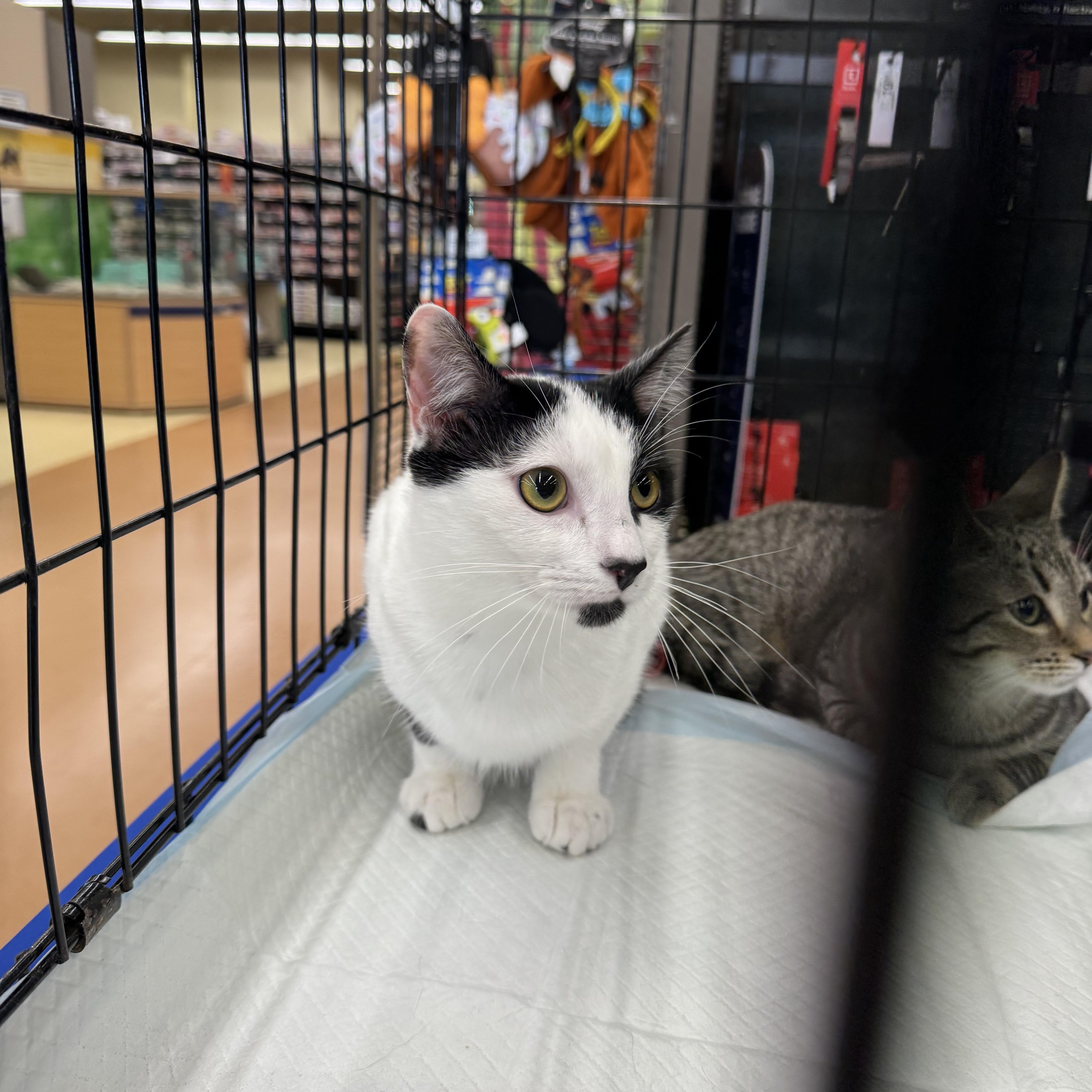 Enlarge Lilo, a Adoptable Domestic Short Hair in Easley, SC image 2/3