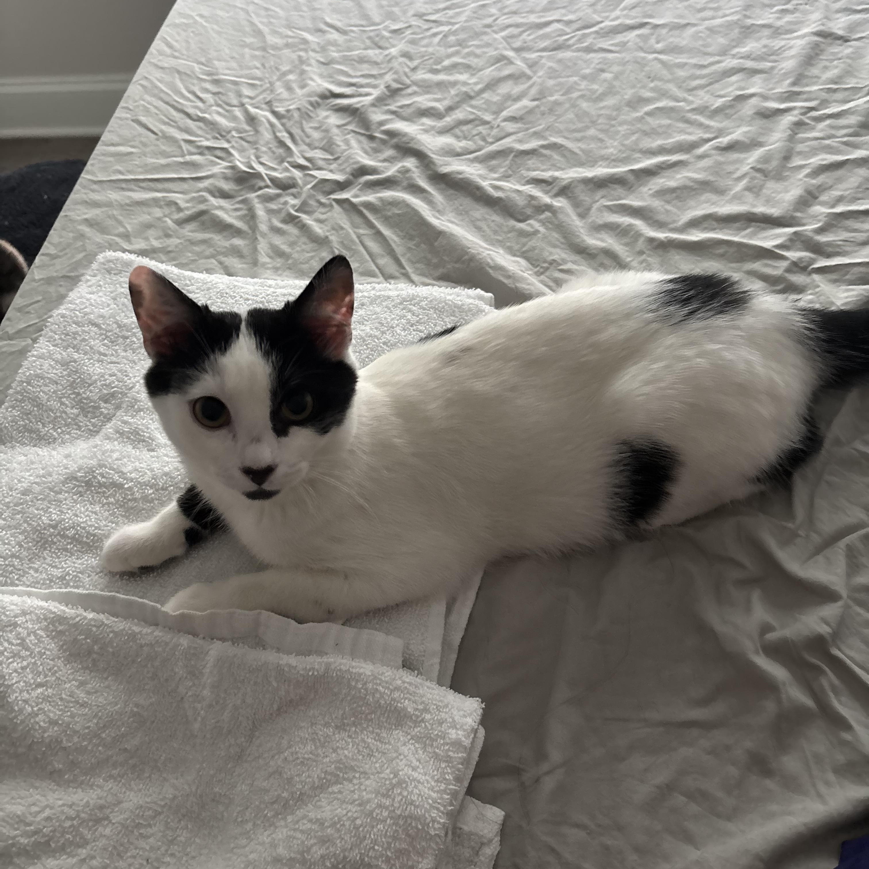 Enlarge Lilo, a Adoptable Domestic Short Hair in Easley, SC image 3/3
