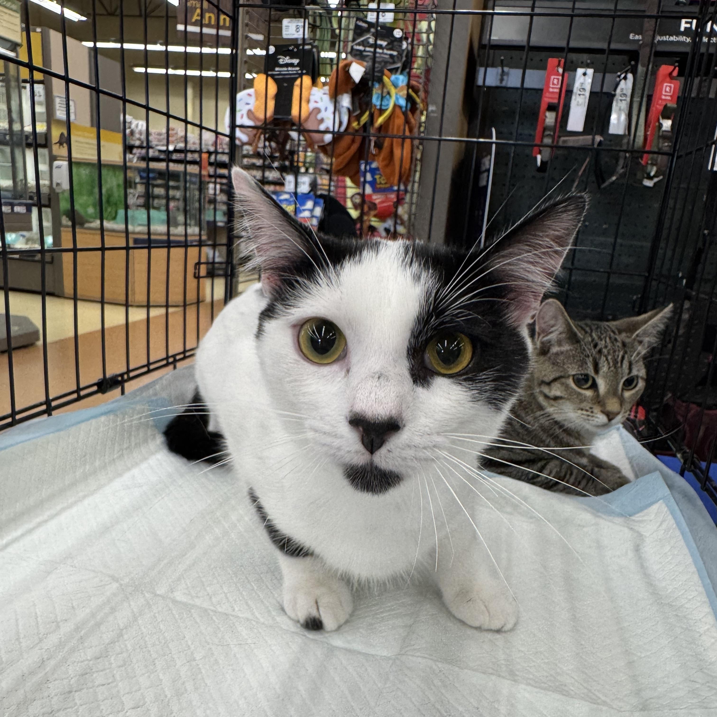 Lilo, Adoptable, Young Male Domestic Short Hair.